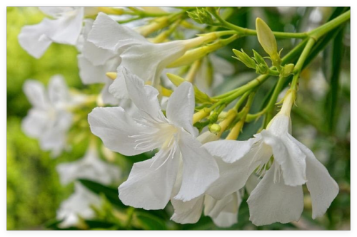 Cuttings of White Oleander Seeds Ready to Root Make Your Own Seeds!