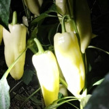 Specialty White Chili Pepper Seeds – Premium early-maturing variety, high-yielding, easy to grow, suitable for all growers