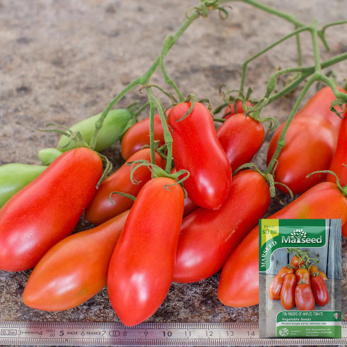 Ten Fingers of Naples Tomato Seeds | Solanum lycopersicum, Finger-Shaped, High Yield for Small Space Planting