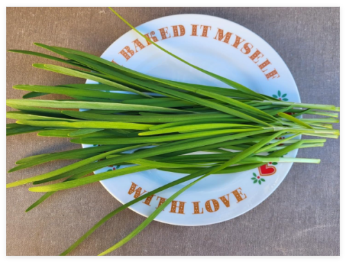Garlic Chive Seeds, Non-GMO Chive Seeds, Chinese Chive Seeds