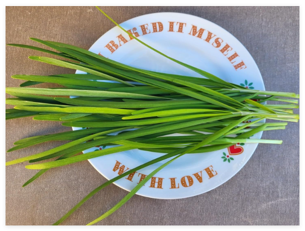 Garlic Chive Seeds, Non-GMO Chive Seeds, Chinese Chive Seeds