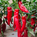 Hongyun No.1 F1 Sweet Pepper Seeds – Early Maturing, High Yield, Disease Resistant, Crisp & Sweet