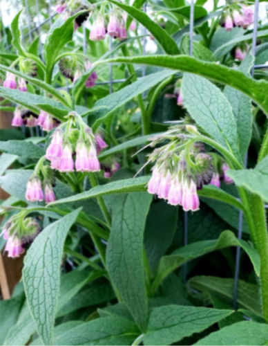 Organic Comfrey Bocking 14 Plants [not just Roots] Healthy & Healing Herb