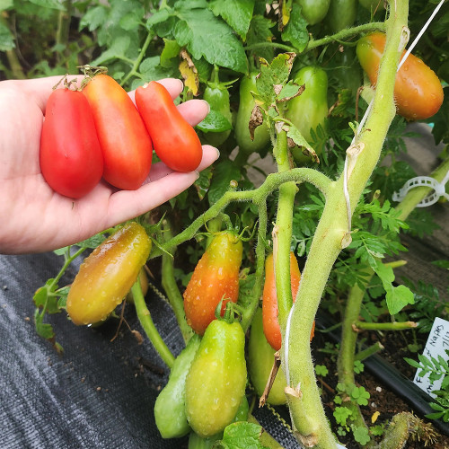 Ten Fingers of Naples Tomato Seeds | Solanum lycopersicum, Finger-Shaped, High Yield for Small Space Planting