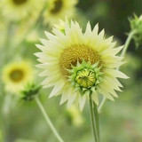 'Lotus Emergence' Sunflower Seeds – Multi-stem ornamental, sun-loving, easy to grow, perfect for gardeners