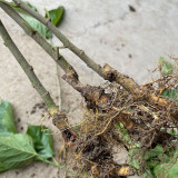 Korean Big White Pearl Mulberry Saplings – Strong Adaptability, High Yield, High-Sugar, Sweet & Juicy Non-Staining Fruits