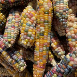 Glass Gem Corn Seeds – Ornamental Flint Corn, Rainbow Kernels for Decoration & Collectibles