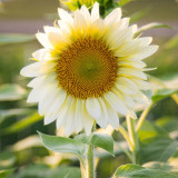 'White Moonlight' Sunflower Seeds – Rare cut flower variety, sun-loving, easy to grow, soft and romantic color