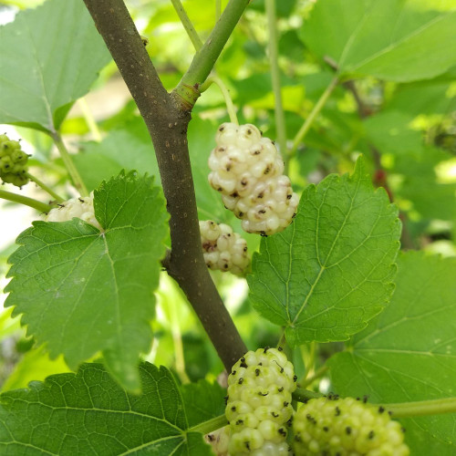 Korean Big White Pearl Mulberry Saplings – Strong Adaptability, High Yield, High-Sugar, Sweet & Juicy Non-Staining Fruits