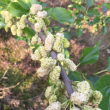 Korean Big White Pearl Mulberry Saplings – Strong Adaptability, High Yield, High-Sugar, Sweet & Juicy Non-Staining Fruits