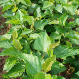 Korean Big White Pearl Mulberry Saplings – Strong Adaptability, High Yield, High-Sugar, Sweet & Juicy Non-Staining Fruits