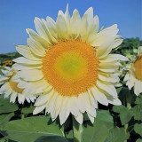 'White Moonlight' Sunflower Seeds – Rare cut flower variety, sun-loving, easy to grow, soft and romantic color