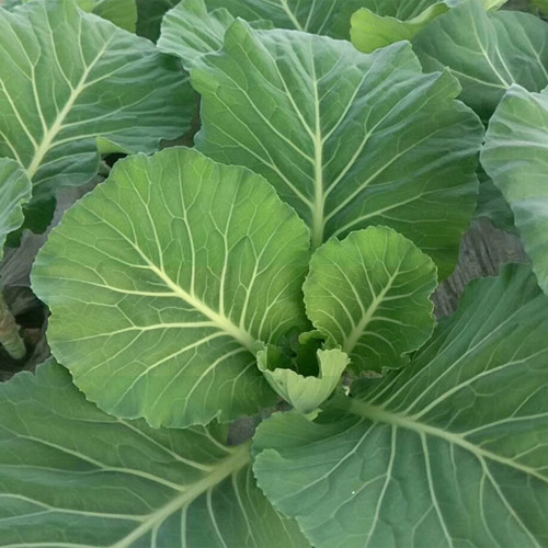 Yuanfeng Leaf Cabbage Hybrid Seeds | Vigorous Growing, Cold & Disease Resistant, High-Yield, Easy to Cultivate