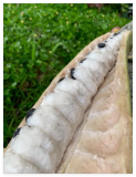 Guama Seeds (Ice-Cream Bean) Guaba Fruit pepeto Inga