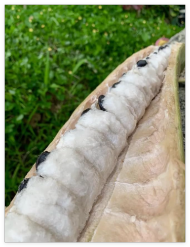 Guama Seeds (Ice-Cream Bean) Guaba Fruit pepeto Inga