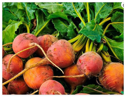 Golden Detroit Beet Seeds * Round Golden Yellow