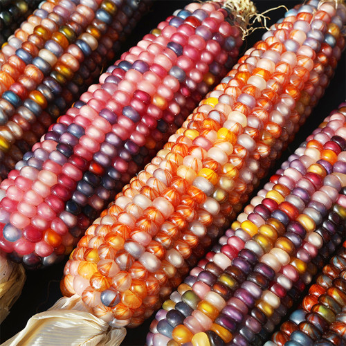 Glass Gem Corn Seeds – Ornamental Flint Corn, Rainbow Kernels for Decoration & Collectibles