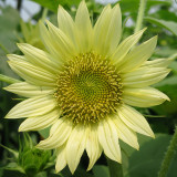 'Lotus Emergence' Sunflower Seeds – Multi-stem ornamental, sun-loving, easy to grow, perfect for gardeners