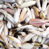 Glass Gem Corn Seeds – Ornamental Flint Corn, Rainbow Kernels for Decoration & Collectibles