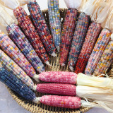 Glass Gem Corn Seeds – Ornamental Flint Corn, Rainbow Kernels for Decoration & Collectibles