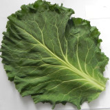Yuanfeng Leaf Cabbage Hybrid Seeds | Vigorous Growing, Cold & Disease Resistant, High-Yield, Easy to Cultivate