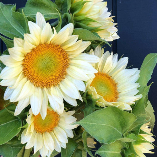 'White Moonlight' Sunflower Seeds – Rare cut flower variety, sun-loving, easy to grow, soft and romantic color
