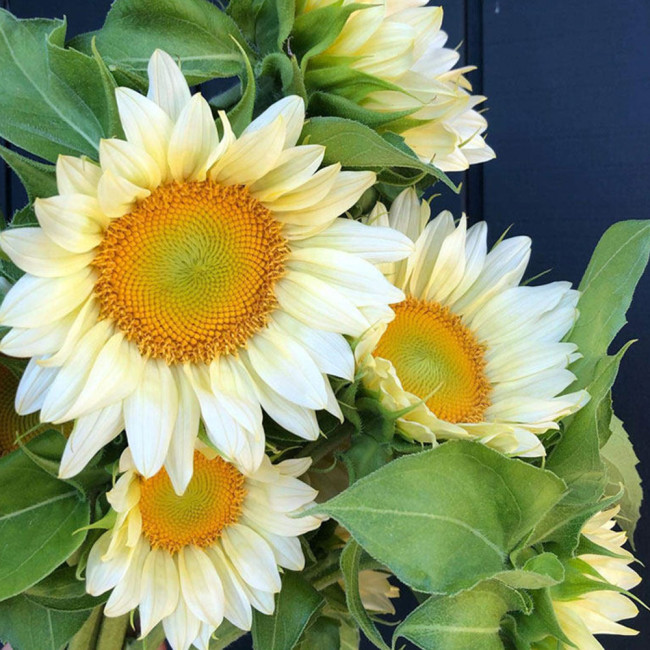 'White Moonlight' Sunflower Seeds – Rare cut flower variety, sun-loving, easy to grow, soft and romantic color
