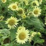 'Lotus Emergence' Sunflower Seeds – Multi-stem ornamental, sun-loving, easy to grow, perfect for gardeners