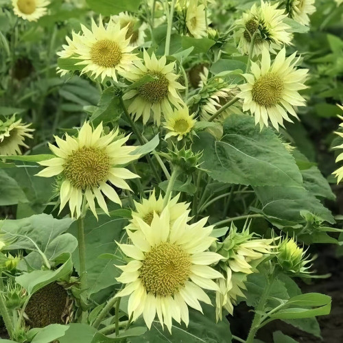 'Lotus Emergence' Sunflower Seeds – Multi-stem ornamental, sun-loving, easy to grow, perfect for gardeners