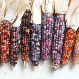 Glass Gem Corn Seeds – Ornamental Flint Corn, Rainbow Kernels for Decoration & Collectibles