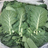 Yuanfeng Leaf Cabbage Hybrid Seeds | Vigorous Growing, Cold & Disease Resistant, High-Yield, Easy to Cultivate
