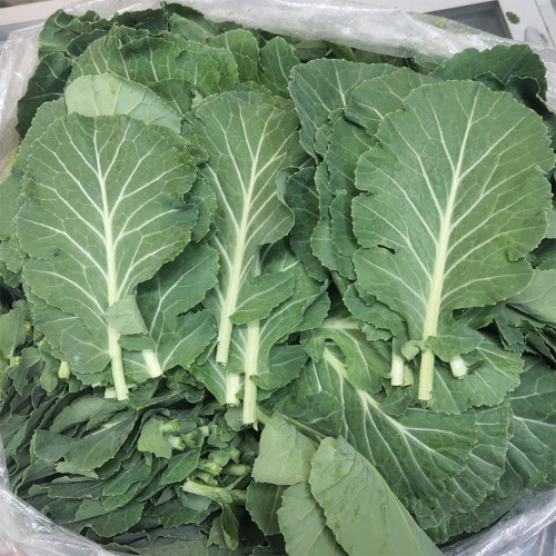 Yuanfeng Leaf Cabbage Hybrid Seeds | Vigorous Growing, Cold & Disease Resistant, High-Yield, Easy to Cultivate