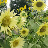 'Lotus Emergence' Sunflower Seeds – Multi-stem ornamental, sun-loving, easy to grow, perfect for gardeners