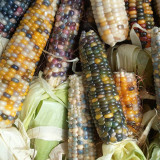 Glass Gem Corn Seeds – Ornamental Flint Corn, Rainbow Kernels for Decoration & Collectibles