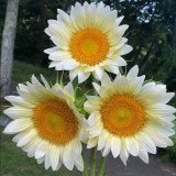 'White Moonlight' Sunflower Seeds – Rare cut flower variety, sun-loving, easy to grow, soft and romantic color