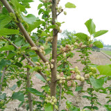 Korean Big White Pearl Mulberry Saplings – Strong Adaptability, High Yield, High-Sugar, Sweet & Juicy Non-Staining Fruits