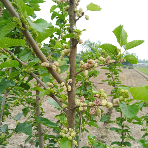 Korean Big White Pearl Mulberry Saplings – Strong Adaptability, High Yield, High-Sugar, Sweet & Juicy Non-Staining Fruits