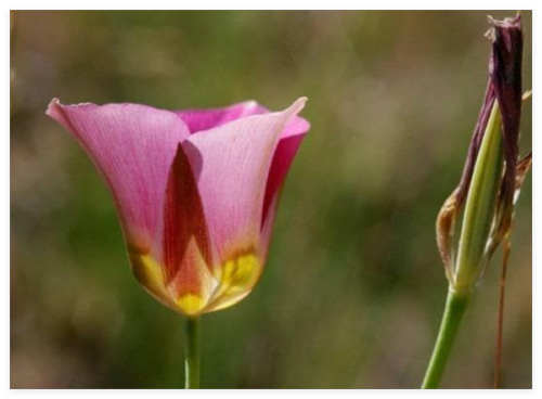 Calochortus nuttallii (Pink Form) | Nuttall's Mariposa | Sego Lily Seeds