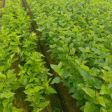 Korean Big White Pearl Mulberry Saplings – Strong Adaptability, High Yield, High-Sugar, Sweet & Juicy Non-Staining Fruits