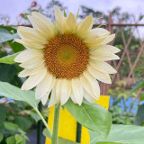'White Moonlight' Sunflower Seeds – Rare cut flower variety, sun-loving, easy to grow, soft and romantic color