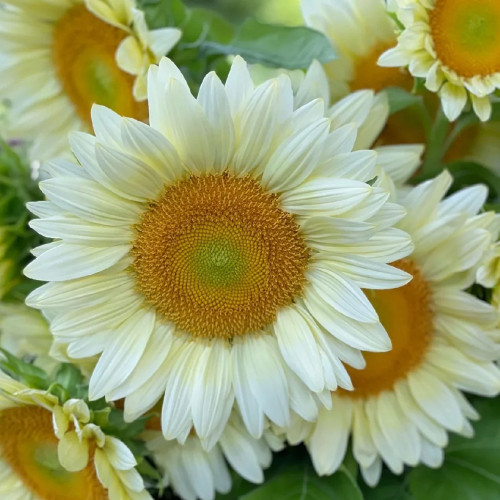 'White Moonlight' Sunflower Seeds – Rare cut flower variety, sun-loving, easy to grow, soft and romantic color