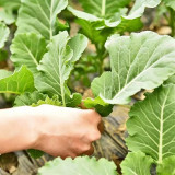 Yuanfeng Leaf Cabbage Hybrid Seeds | Vigorous Growing, Cold & Disease Resistant, High-Yield, Easy to Cultivate