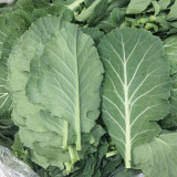 Yuanfeng Leaf Cabbage Hybrid Seeds | Vigorous Growing, Cold & Disease Resistant, High-Yield, Easy to Cultivate