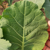 Yuanfeng Leaf Cabbage Hybrid Seeds | Vigorous Growing, Cold & Disease Resistant, High-Yield, Easy to Cultivate