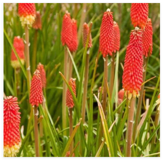 RED HOT Poker Seeds Kniphofia Uvaria Torch Lilly Perennial Flower Garden