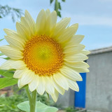 'White Moonlight' Sunflower Seeds – Rare cut flower variety, sun-loving, easy to grow, soft and romantic color