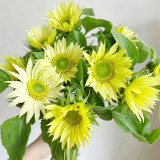 'Lotus Emergence' Sunflower Seeds – Multi-stem ornamental, sun-loving, easy to grow, perfect for gardeners