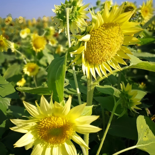 'Lotus Emergence' Sunflower Seeds – Multi-stem ornamental, sun-loving, easy to grow, perfect for gardeners