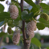 Korean Big White Pearl Mulberry Saplings – Strong Adaptability, High Yield, High-Sugar, Sweet & Juicy Non-Staining Fruits