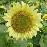 'Lotus Emergence' Sunflower Seeds – Multi-stem ornamental, sun-loving, easy to grow, perfect for gardeners